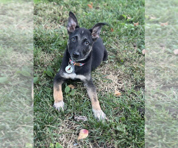 Medium Photo #2 German Shepherd Dog-Unknown Mix Puppy For Sale in West Sacramento, CA, USA