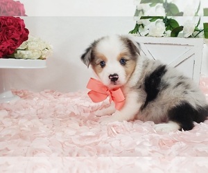 Miniature Australian Shepherd Puppy for sale in COLLEGE STA, TX, USA