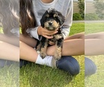 Small #1 Aussiedoodle