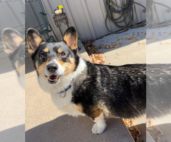 Medium Photo #1 Mutt Puppy For Sale in Denver , CO, USA