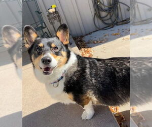 Mutt Dogs for adoption in Denver , CO, USA