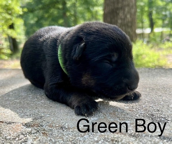 Medium Photo #6 German Shepherd Dog Puppy For Sale in BRANDON, MS, USA
