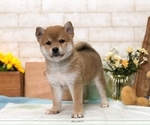 Small Photo #8 Shiba Inu Puppy For Sale in SAN JOSE, CA, USA