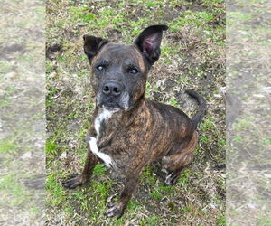 Dorothy - Female Mountain Cur-Unknown Mix Dog for Adoption - Photo #5