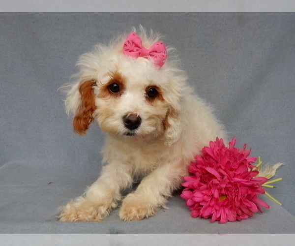 Medium Photo #7 Cavapoo Puppy For Sale in MILLERSBURG, OH, USA