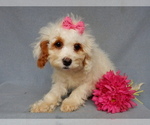 Small Photo #7 Cavapoo Puppy For Sale in MILLERSBURG, OH, USA
