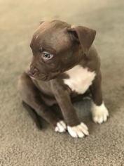 American Pit Bull Terrier Puppy for sale in REDLANDS, CA, USA