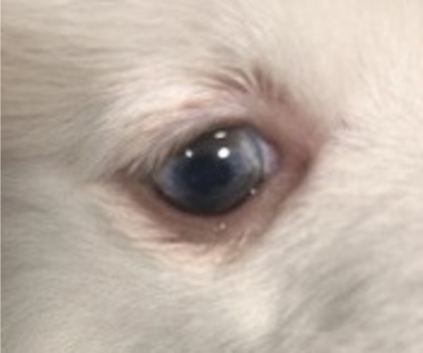 Medium Photo #11 Pomsky Puppy For Sale in GOLDEN VALLEY, AZ, USA