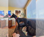 Small #4 Labrador Retriever Mix