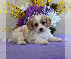 Cavachon Puppy for sale in GORDONVILLE, PA, USA