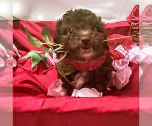 Maltipoo Puppy for sale in MARYSVILLE, WA, USA