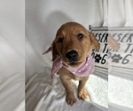 Gigi - Female Golden Retriever Puppy for Sale - Photo #5
