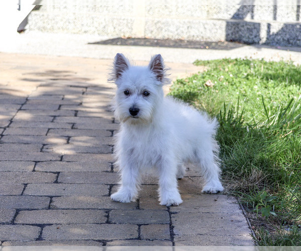 Medium Photo #5 West Highland White Terrier Puppy For Sale in SYRACUSE, IN, USA