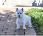 Bonnie - Female West Highland White Terrier Puppy for Sale - Photo #5