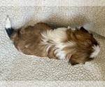 Small Photo #3 Shih Tzu Puppy For Sale in NEW BERLIN, WI, USA