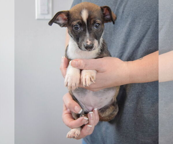 Medium Photo #3 Chipin Puppy For Sale in Huntley, IL, USA