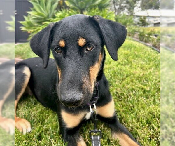 Medium Photo #6 German Shepherd Dog-Unknown Mix Puppy For Sale in San Juan Capistrano, CA, USA