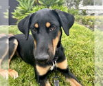 Small #5 German Shepherd Dog Mix