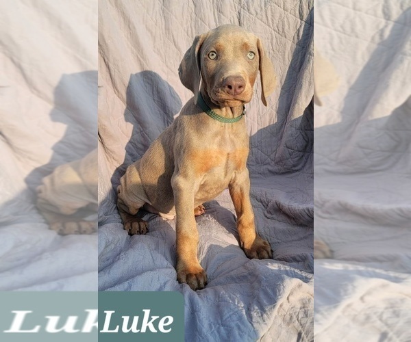 Medium Photo #1 Doberman Pinscher Puppy For Sale in POMEROY, OH, USA