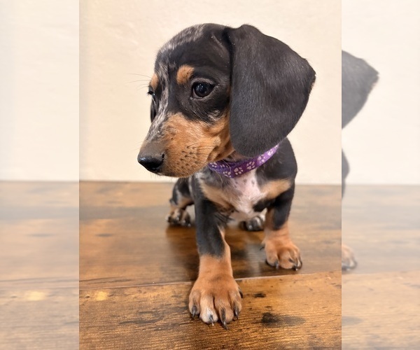Medium Photo #1 Dachshund Puppy For Sale in SAN BERNARDINO, CA, USA