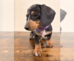 Small Dachshund