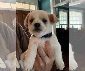 Chihuahua-Unknown Mix Dogs for adoption in Holly Springs, NC, USA