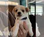 Small Chihuahua Mix