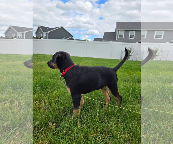 Medium Photo #2 German Shepherd Dog-Unknown Mix Puppy For Sale in New London, WI, USA