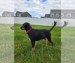 Small #1 German Shepherd Dog Mix