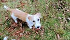 Small Photo #20 Jack Russell Terrier Puppy For Sale in AIKEN, SC, USA