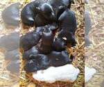 Small Photo #7 Scottish Terrier Puppy For Sale in WHITEWOOD, SD, USA