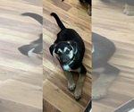 Small Photo #4 Beagle-Siberian Husky Mix Puppy For Sale in SPRINGFIELD, OR, USA