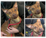 Small #3 American Pit Bull Terrier Mix