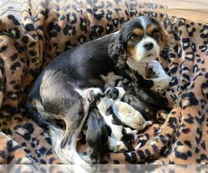 Mother of the Cavalier King Charles Spaniel puppies born on 07/18/2022