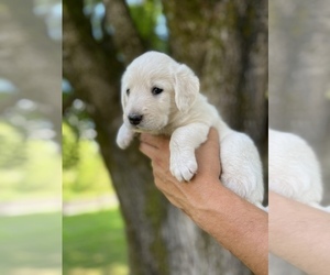 Anatolian Shepherd-Poodle (Standard) Mix Puppy for Sale in OTTSVILLE, Pennsylvania USA