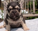 Small Photo #43 French Bulldog Puppy For Sale in GOSHEN, IN, USA