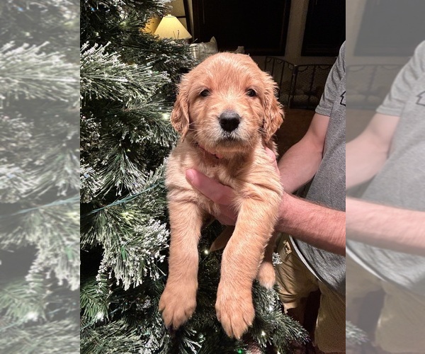 Medium Photo #1 Golden Retriever Puppy For Sale in GREAT FALLS, MT, USA