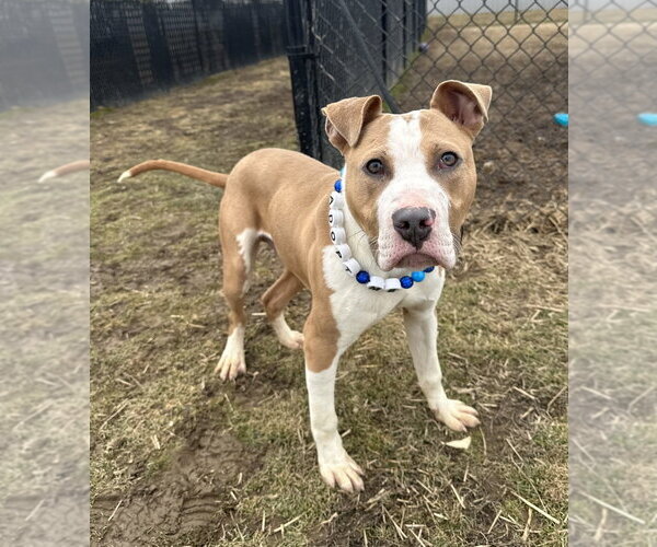 Medium Photo #9 Mutt Puppy For Sale in Evansville, IN, USA