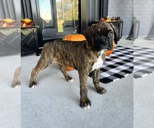 Boxer Puppy for sale in FRANKLIN, IN, USA