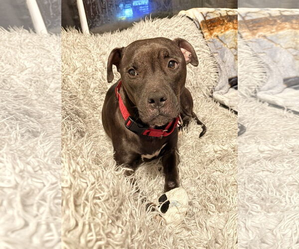 Medium Photo #10 American Staffordshire Terrier-Boxer Mix Puppy For Sale in Arlington, VA, USA