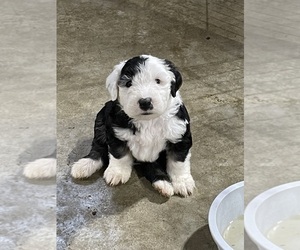Old English Sheepdog Puppy for sale in MESICK, MI, USA