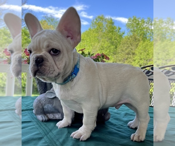 Medium Photo #8 French Bulldog Puppy For Sale in BOLIVAR, MO, USA