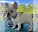 Small Photo #8 French Bulldog Puppy For Sale in BOLIVAR, MO, USA