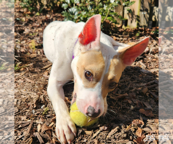 Medium Photo #10 Jack Russell Terrier-Labrador Retriever Mix Puppy For Sale in Washington, DC, USA