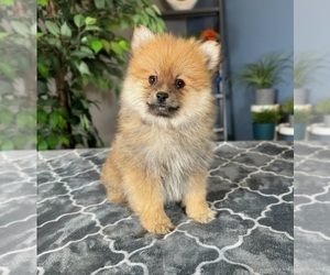 Pomeranian Dog for Adoption in GREENWOOD, Indiana USA