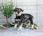 Puppy Silver Schnauzer (Miniature)