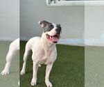 Small #6 American Pit Bull Terrier