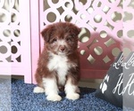 Small #1 Miniature Australian Shepherd-Poodle (Toy) Mix