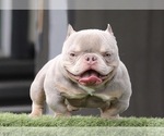 Small Photo #1 American Bully Puppy For Sale in WEST HOLLYWOOD, CA, USA