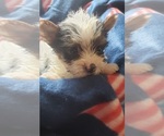 Small Photo #8 Yorkshire Terrier Puppy For Sale in OTTAWA, OH, USA